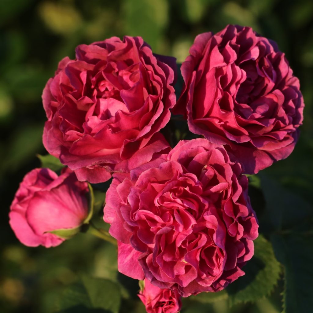 Floribunda Roses Archives - Page 7 of 11 - Colin Gregory Roses Ltd