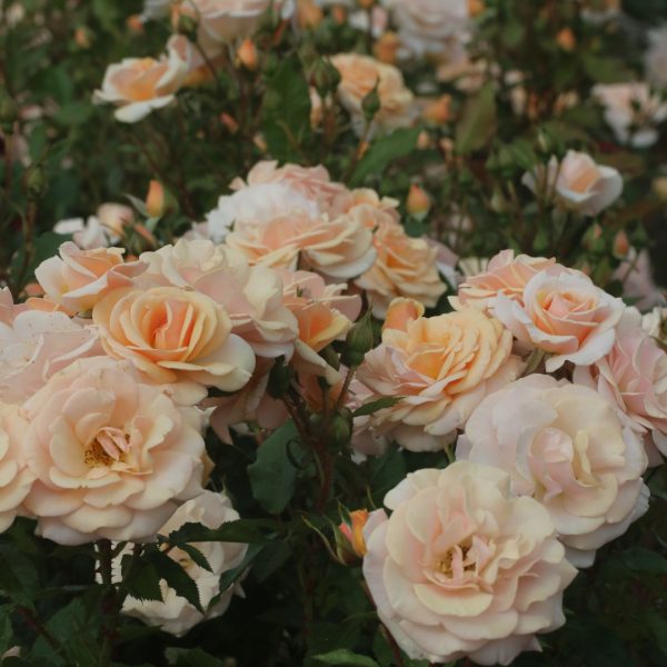 Sweet Honey UK Potted Rose - Image 7