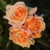 Queen Bee Potted UK Rose - Image 2