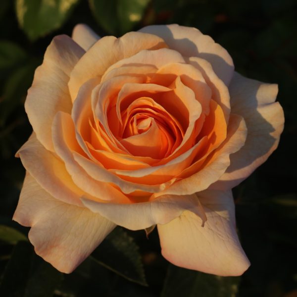 Special Day UK Potted Rose - Image 7