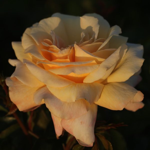 Special Day UK Potted Rose - Image 6