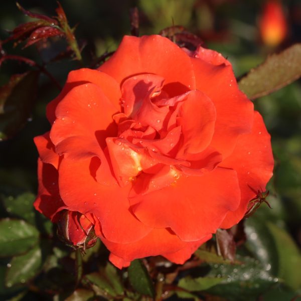 Burning Desire UK Potted Rose - Image 4