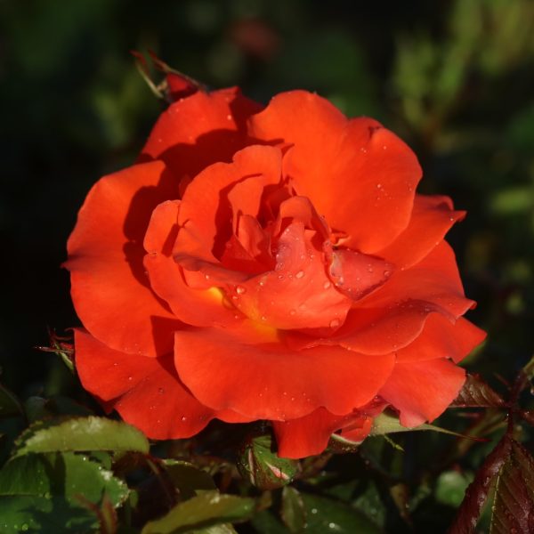 Burning Desire UK Potted Rose - Image 7