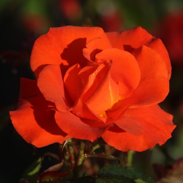 Burning Desire UK Potted Rose - Image 3