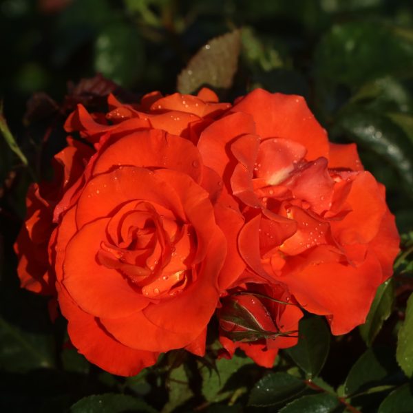 Burning Desire UK Potted Rose - Image 9