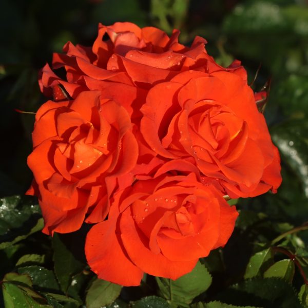 Burning Desire UK Potted Rose - Image 6