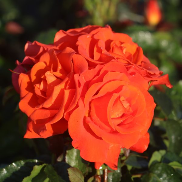 Burning Desire UK Potted Rose - Image 8