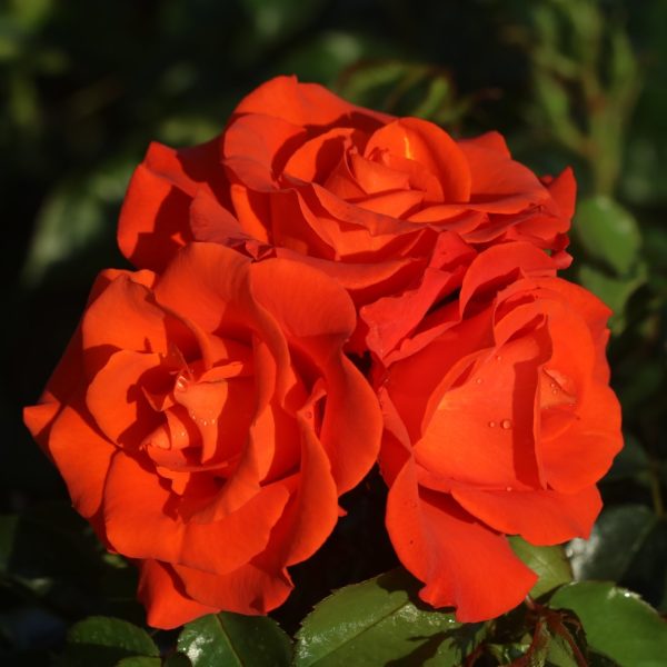 Burning Desire UK Potted Rose - Image 2