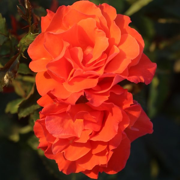 News Flash UK Potted Rose - Image 3