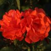 News Flash UK Potted Rose - Image 2