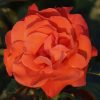 News Flash UK Potted Rose