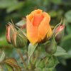 Queen Bee Potted UK Rose - Image 8