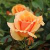 Queen Bee Potted UK Rose - Image 6