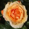 Queen Bee Potted UK Rose - Image 5