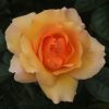 Queen Bee Potted UK Rose - Image 9