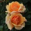 Queen Bee Potted UK Rose - Image 4