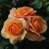 Queen Bee Potted UK Rose - Image 7