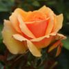 Queen Bee Potted UK Rose - Image 10