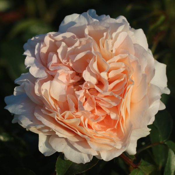 The Wren UK Potted Rose - Image 6