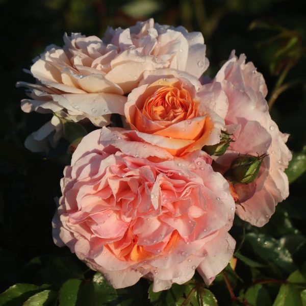 The Wren UK Potted Rose - Image 8