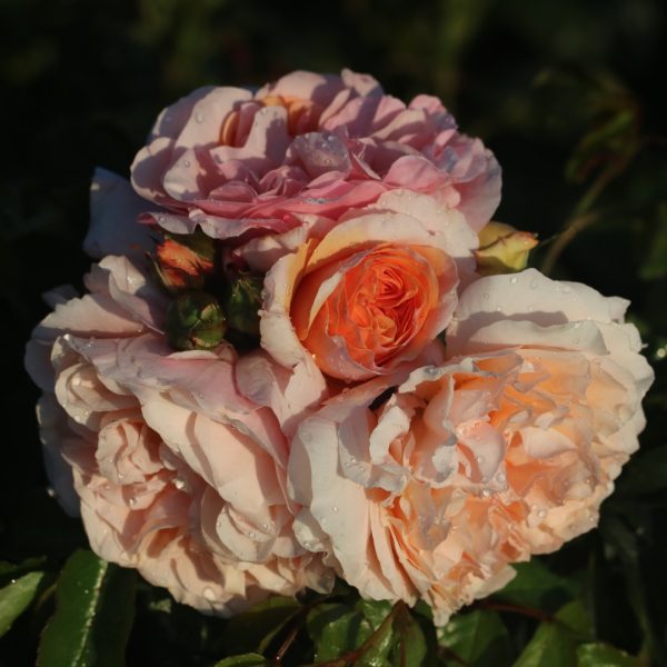 The Wren UK Potted Rose - Image 4