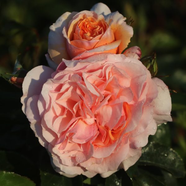 The Wren UK Potted Rose - Image 2