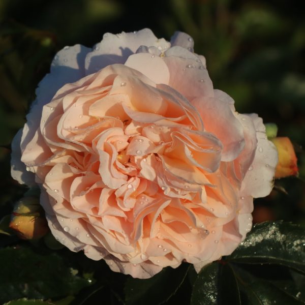 The Wren UK Potted Rose - Image 7