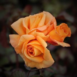 GlenFiddich UK Potted Rose