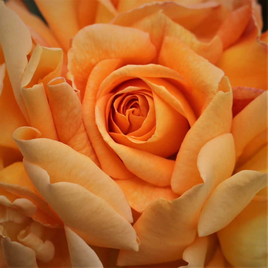 GlenFiddich UK Potted Rose - Image 3