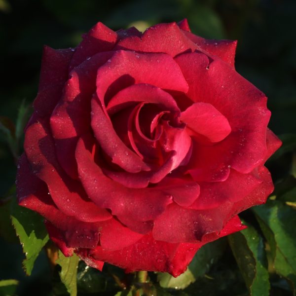 Belle Rives UK Potted Rose - Image 4