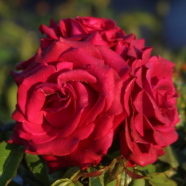 Belle Rives UK Potted Rose - Image 5