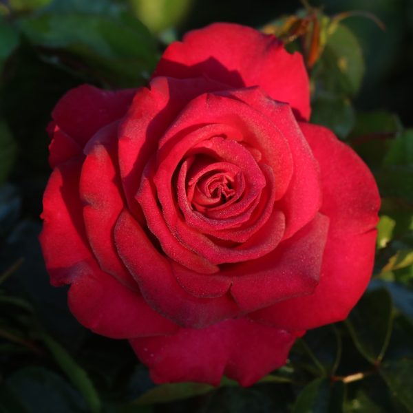 Belle Rives UK Potted Rose - Image 7