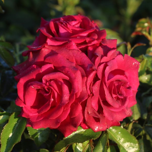 Belle Rives UK Potted Rose