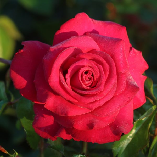 Belle Rives UK Potted Rose - Image 2