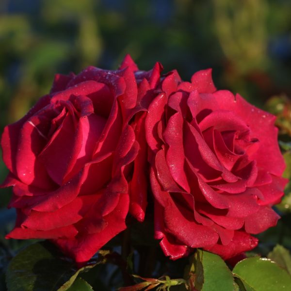 Belle Rives UK Potted Rose - Image 6