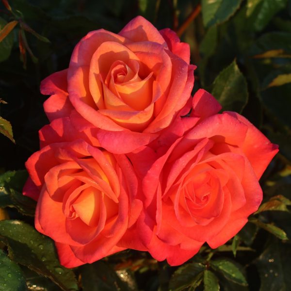 Inspiration UK Potted Rose - Image 11