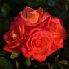 Inspiration UK Potted Rose