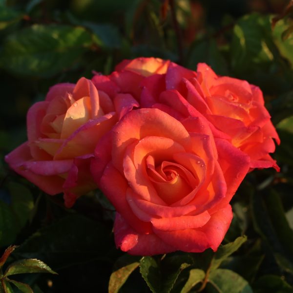 Inspiration UK Potted Rose - Image 9