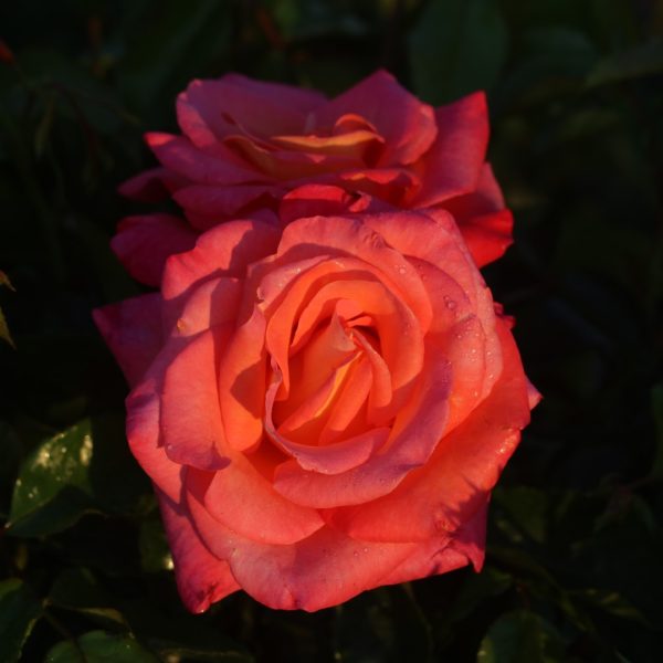 Inspiration UK Potted Rose - Image 7