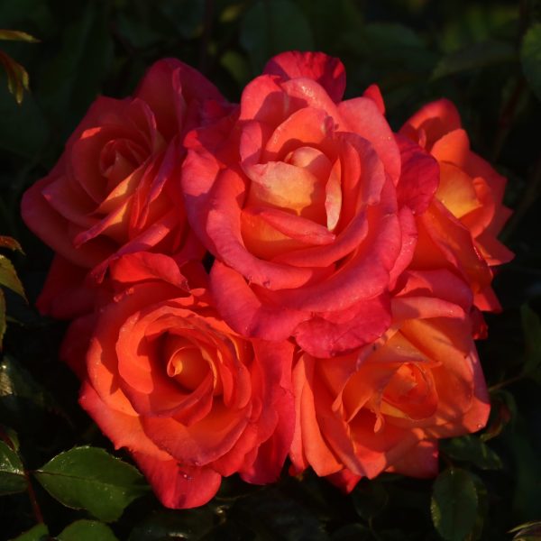 Inspiration UK Potted Rose - Image 8