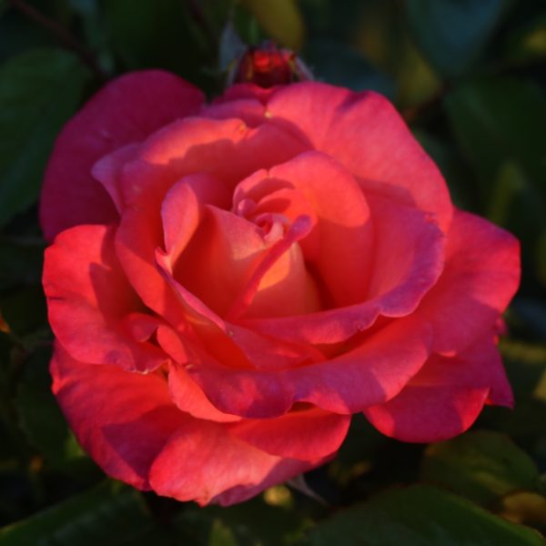 Inspiration UK Potted Rose - Image 10