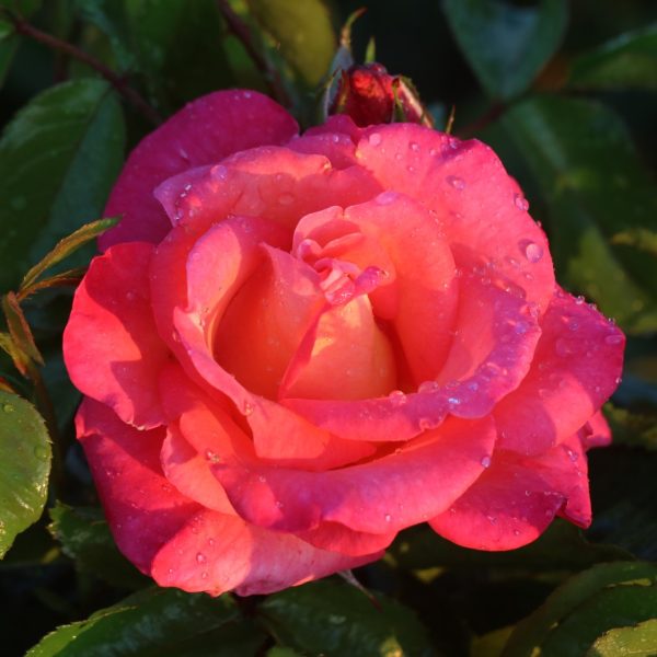 Inspiration UK Potted Rose - Image 4