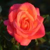 Inspiration UK Potted Rose - Image 6