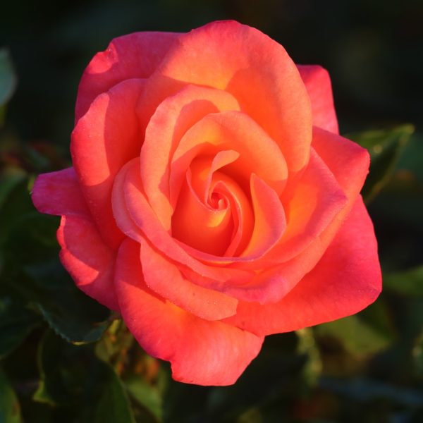 Inspiration UK Potted Rose - Image 6