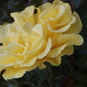 Norwich Cathedral UK Potted Rose