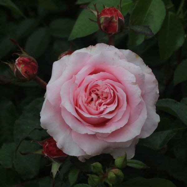 Bride & Groom UK Potted Rose - Image 3