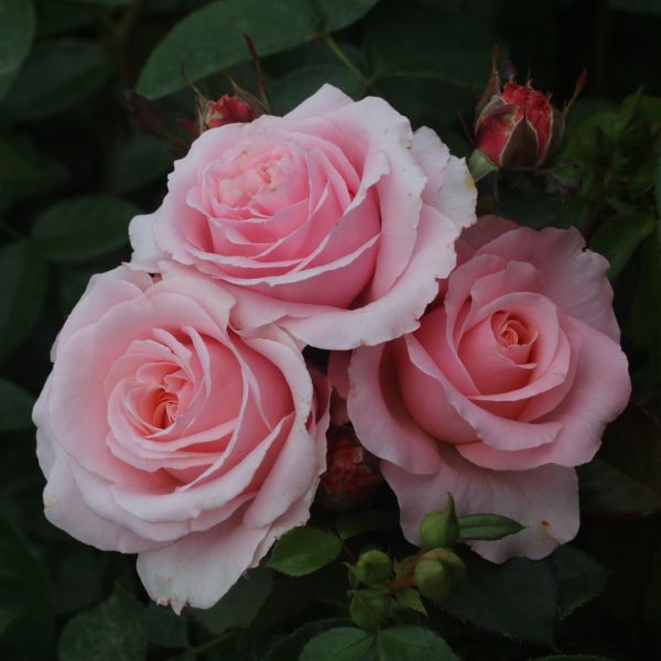 Bride & Groom UK Potted Rose - Image 2