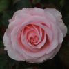 Bride & Groom UK Potted Rose - Image 4