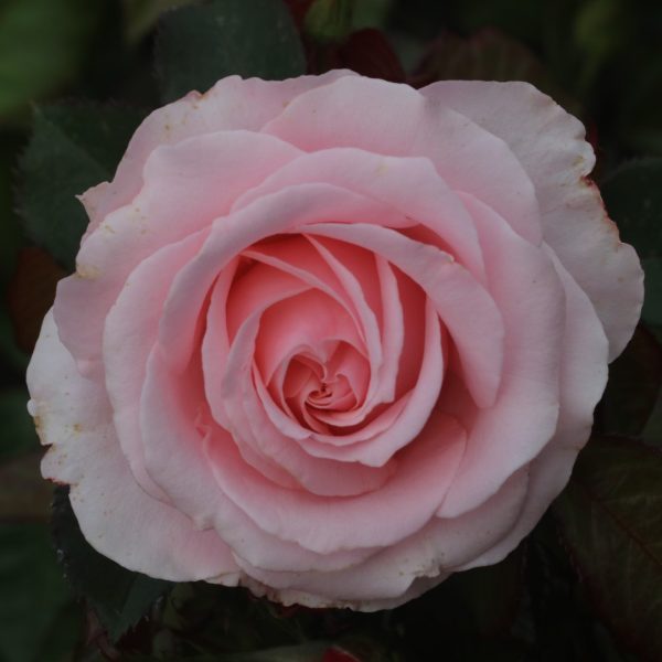 Bride & Groom UK Potted Rose - Image 4