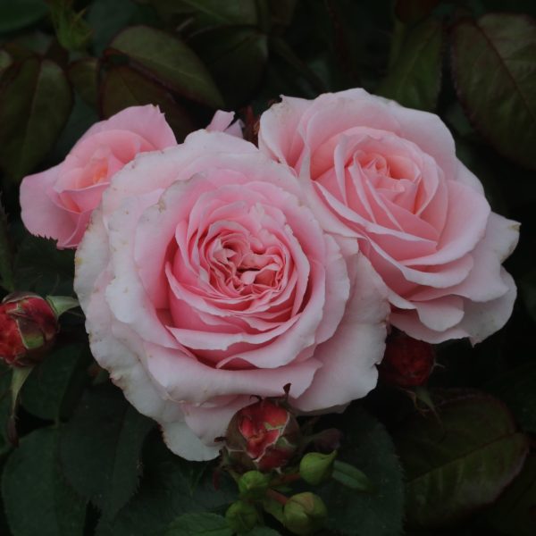 Bride & Groom UK Potted Rose - Image 5